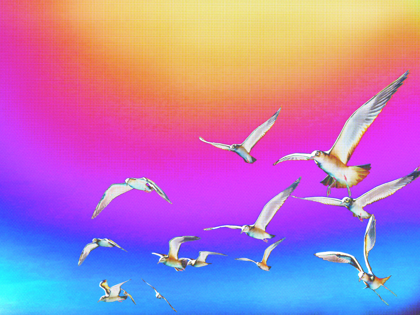 Gorgeous Gulls