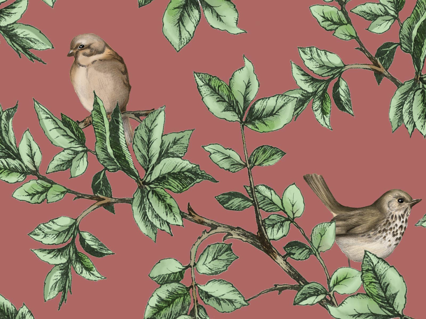 British Birds - Blush