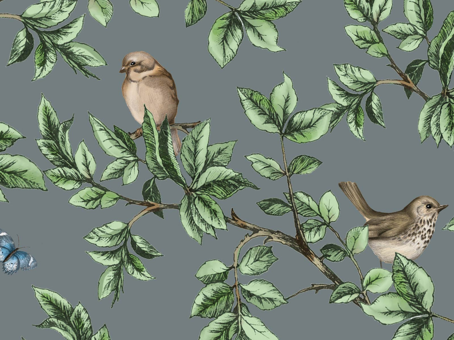 British Birds - Grey