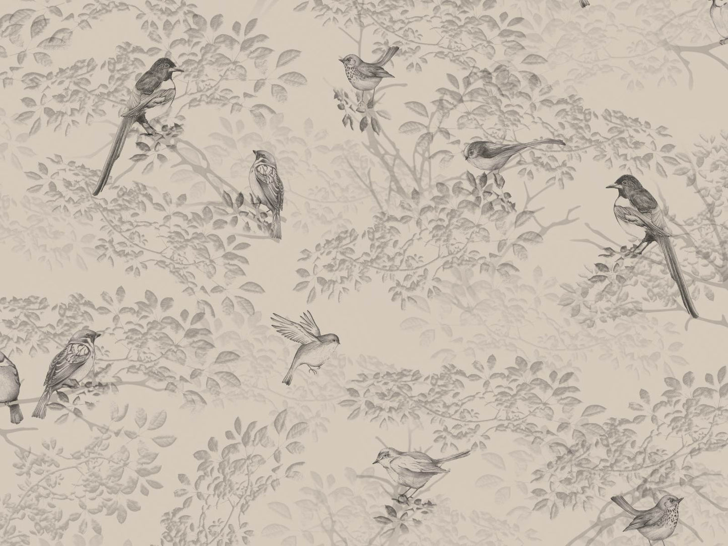 British Birdwatch - Blush