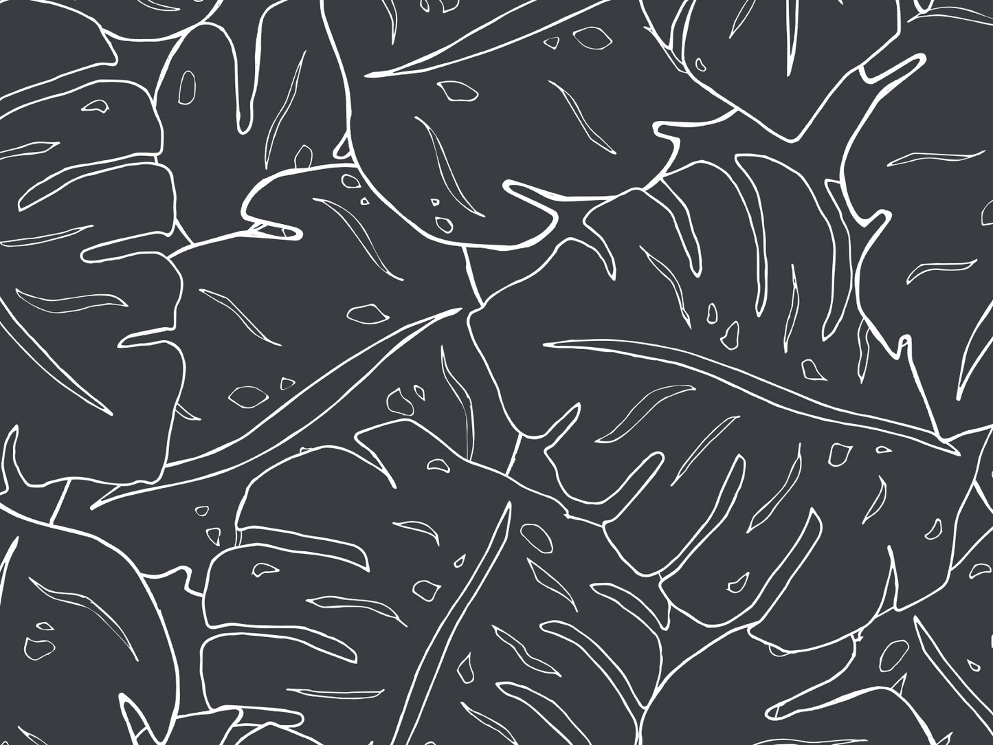 Cheese Plant - Black