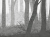 Forest Wall - Grey