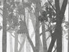 Forest Wall - Grey