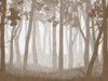 Forest Wall - Sepia