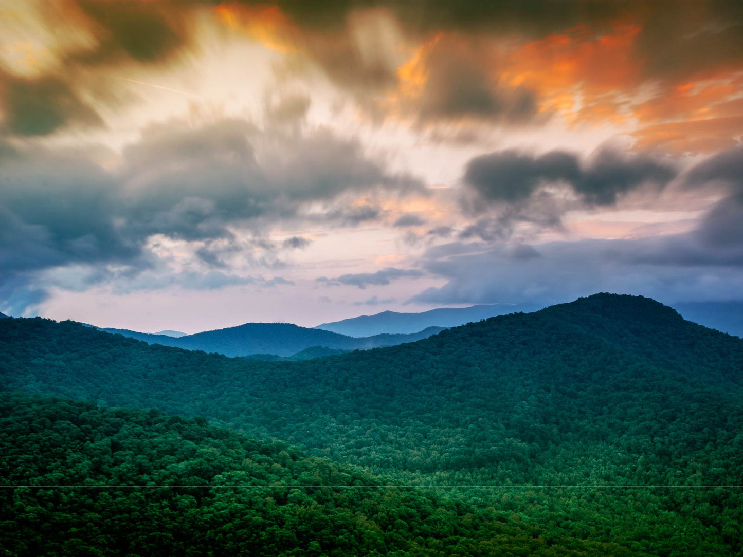 Forest Canopy