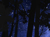 Nocturnal Forest Owl - Pink