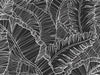 Banana Leaf - Black