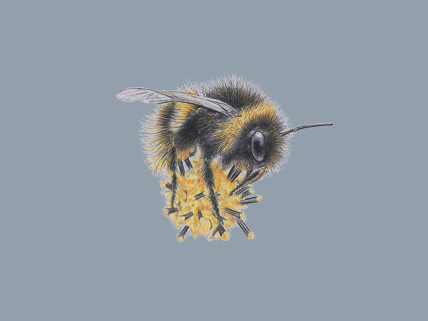 The Bees Knees - Blue