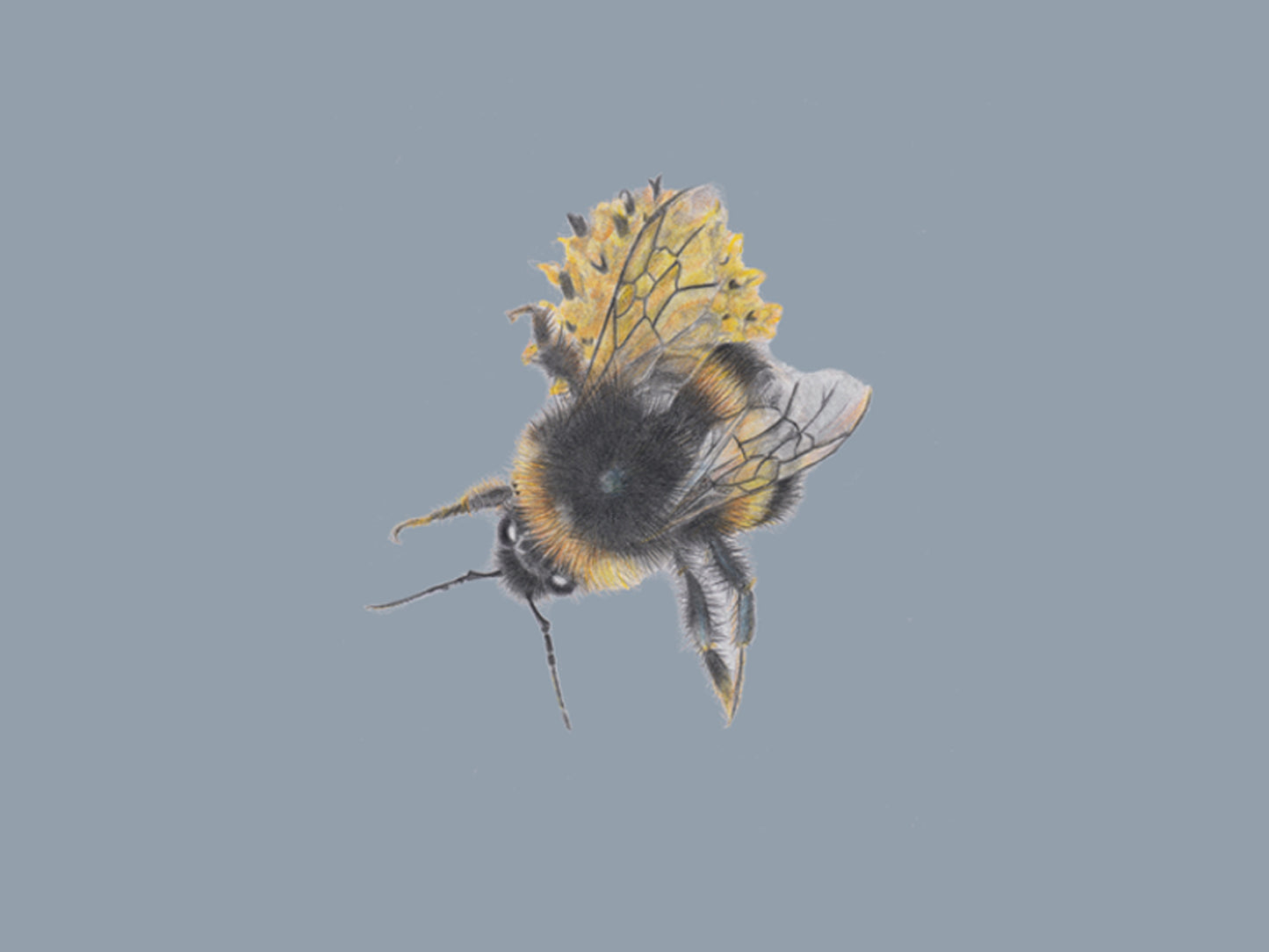 The Bees Knees - Blue
