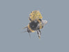 The Bees Knees - Blue