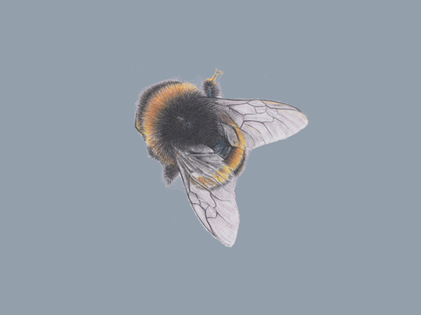 The Bees Knees - Blue