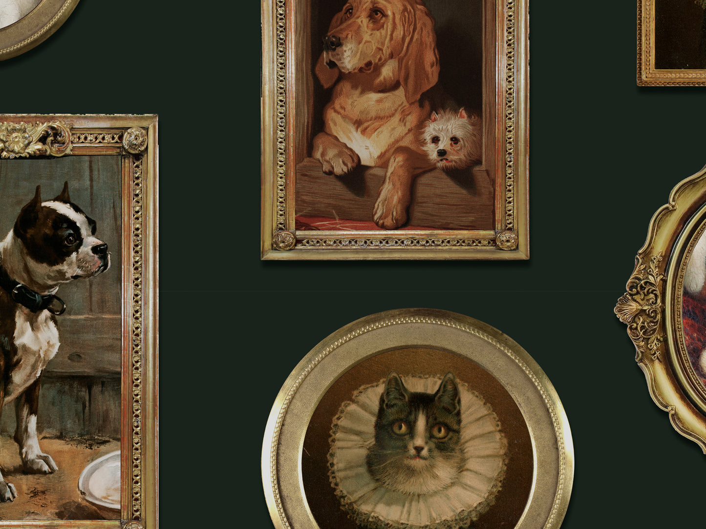 Pet Portraits