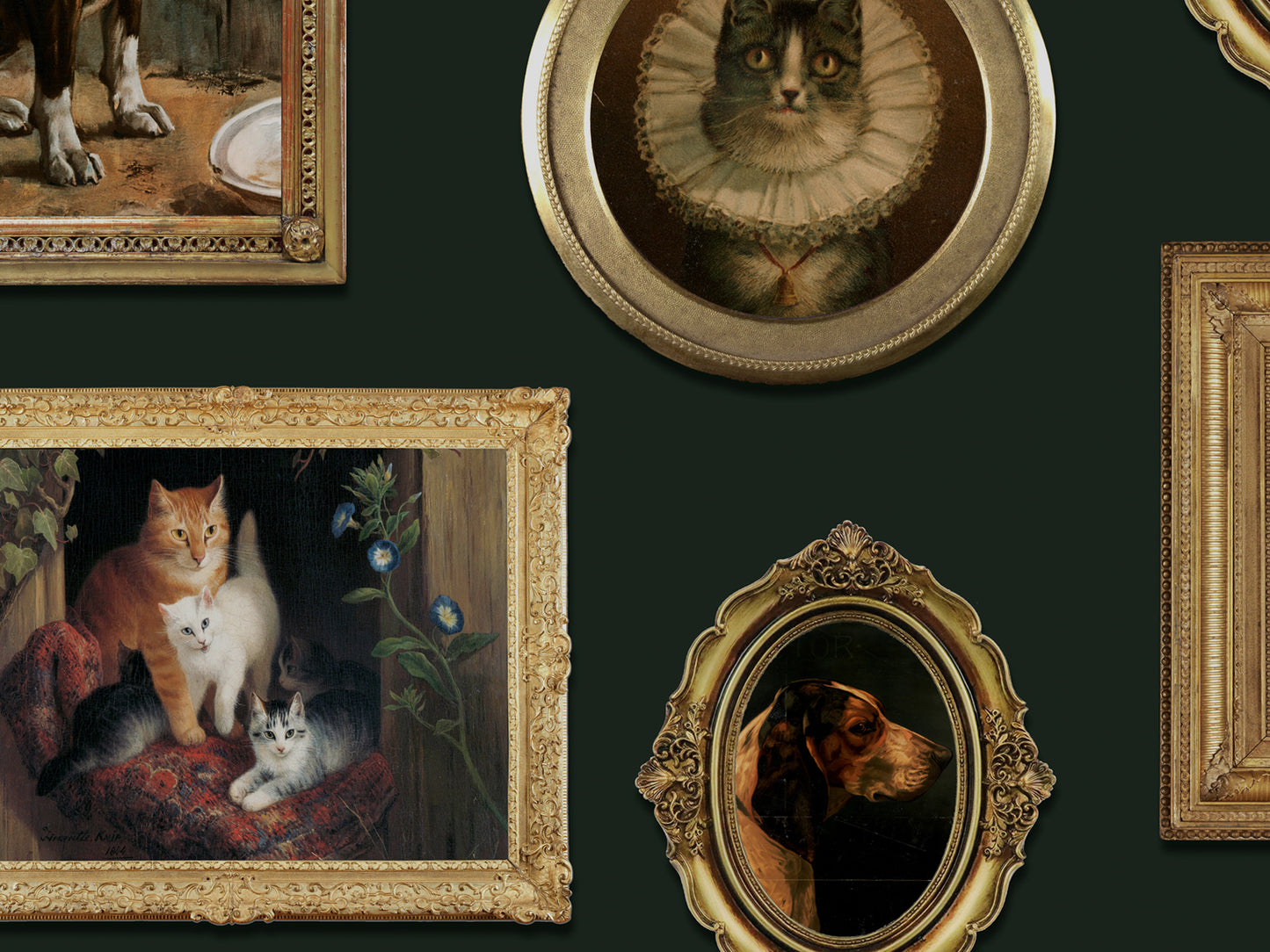 Pet Portraits