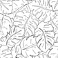 Cheese Plant - White