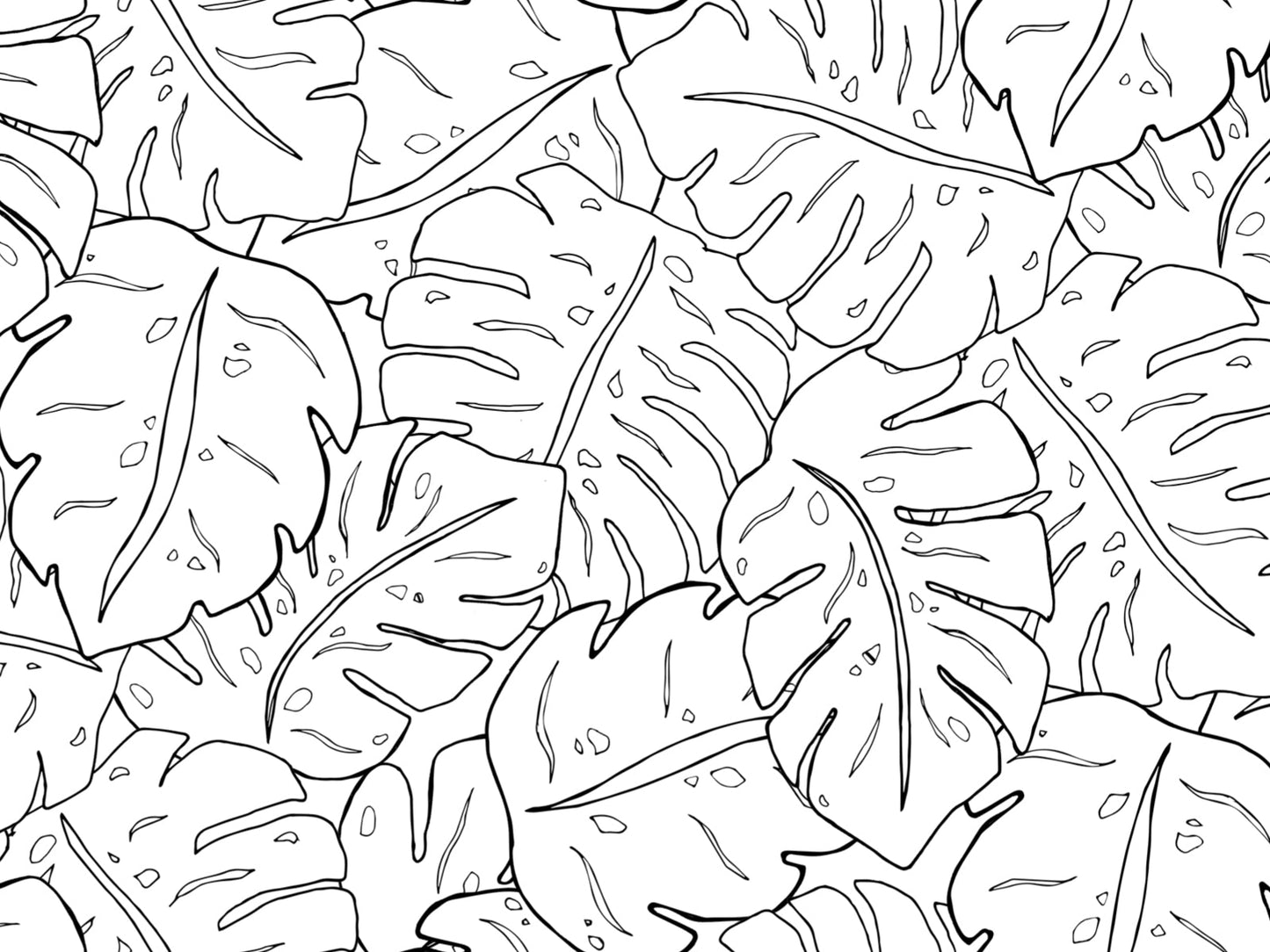 Cheese Plant - White