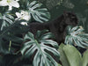 Jungle Cats - Green
