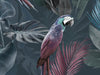 Parrot Paradise - Navy