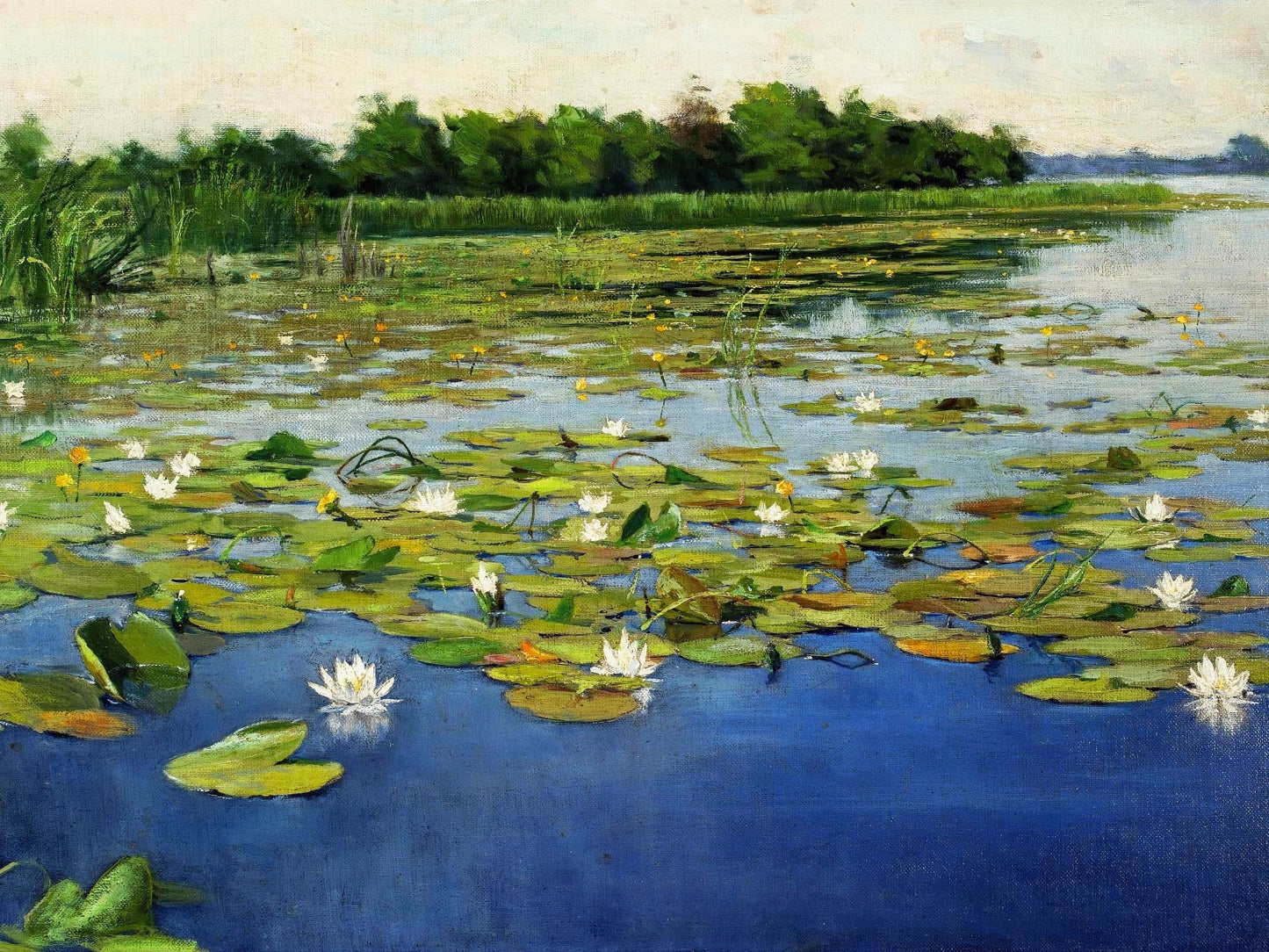 Water Lilies